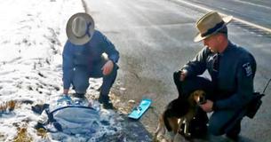 Un camionneur appelle le 911 après avoir vu 2 beagles se faire jeter d'un véhicule sur l'autoroute