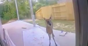 Un cerf se dirige vers une maison en cherchant désespérément de l'aide et, lorsque les habitants ont vu ses bois, ils ont de suite appelé le 911.