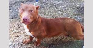 Un pit-bull femelle tombe enceinte d'un mâle teckel et leur chiot est vraiment adorable