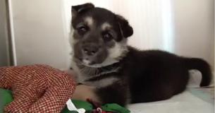 Un petit berger allemand abandonné dans un abri à fort taux de mortalité avec ses jouets préférés pleure avant de s'endormir