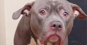 Une vidéo virale montre le chagrin d'une chienne au moment où elle se rend compte qu'elle a été abandonnée