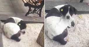 La réaction émotionnelle du chien à la réunion avec son propriétaire après trois ans dans la rue