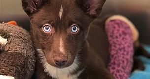 Un chiot d'une race super rare aux yeux bleus fascinants ne pouvait pas être vendu avec une patte cassée et finit à l'abri
