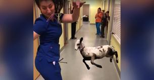 Ein Tierarzt und ein Lamm vollführen einen hysterischen Tanz – und jetzt geht das Video viral