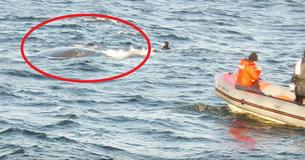 Une baleine jette un coup d'œil au-dessus de la surface pour attirer l'attention du plaisancier - il voit ce qui ne va pas et plonge dans l'eau
