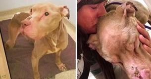 Redder houdt 's nachts stervende dakloze hond gezelschap, zodat hij niet alleen hoeft te sterven