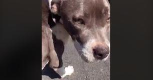 Emaciated Dog Covered In Ticks Was Close To Death Before Samaritan Found Her, Says Shelter