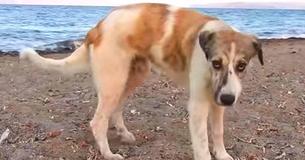 Un chien abandonné pourchasse les voitures des gens, désespéré pour trouver quelqu'un qui l'aime