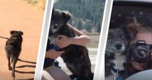 Couple Finds Stray Pup During Road Trip And Refuse To Leave Her Behind