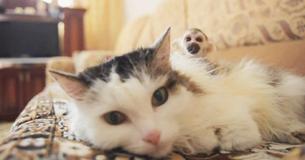 Kleiner Affe, der von seiner Mutter verstoßen wurde, wird von einer Katze adoptiert