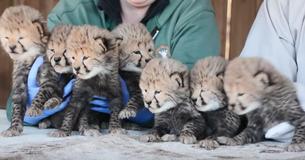 Metro Richmond Zoo Welcomes Cheetah Septuplets: It’s An Extraordinary 1 Percent Chance