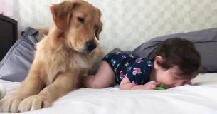 Golden Retriever Preciously Babysits Little Girl
