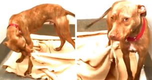 Un chien de refuge surprend les travailleurs lorsqu'il commence à faire son lit et la vidéo devient rapidement virale