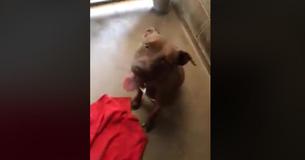 Une famille a eu le coeur brisé après l'euthanasie de leur chien innocent par le centre d'hébergement. Un jour après, on lui a annoncé qu'elle était encore vivante.
