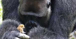 Der alte Gorilla fand einen neuen Freund, der nur 200 Gramm wog  Sie spielten zusammen wie echte Seelenverwandte