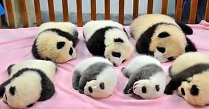 There's A Panda Daycare Facility And It's Open To Visitors