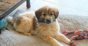 Owl Grabs 12-Week-Old Puppy From Foster Home’s Backyard And Lets Her Fall Onto Golf Court