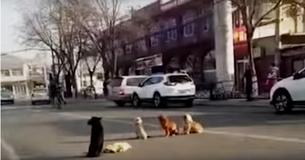 4 honden blokkeren het verkeer, dan beseffen bestuurders dat ze het aangereden lichaam van een vriend beschermen