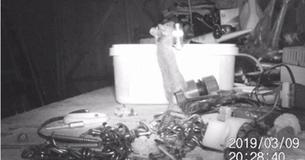 Man Discovers That A Mouse Has Been Secretly Cleaning Up His Shed At Night