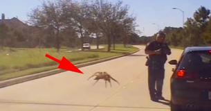 Une araignée "géante" traque un officier sans méfiance dans une vidéo de Dashcam