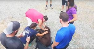 Hikers Rescue Hurt Dog Stuck On Mountain For 4 Days After Owner Posts Plea On Facebook
