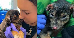 Puppy Found Covered In Chemical Burns And Abandoned In Trash Is Recovering, Thanks To Local Rescue