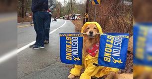 Dog Spends His Monday Cheering On Participants Of Boston Marathon