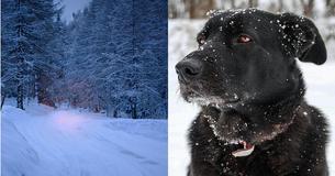 87-Year-Old Woman Rescued By Neighbor's Dog After She Fell Down In the Snow