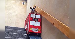 Dog With Arthritis Has Difficulties On Stairs So Owner Comes Up With Cutest Solution.