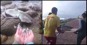 Hero Surfers Find Baby Great White Shark Stranded On Land And Refuse To Let Him Die