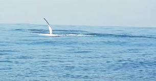 Man Films Fin Pop Out Of The Ocean - But The Next Moment Is Truly Once-In-A-Lifetime