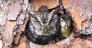 Unlikely 'Mom' Keeps Eye On Duck Egg Until He Safely Hatches