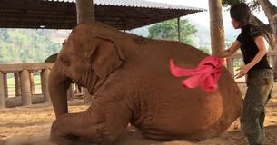 Une femme chante pour un éléphant, la réponse réconfortante fait craquer l'internet