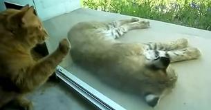 Eine Hauskatze trifft auf einen Luchs, der auf der Veranda schläft. Die Reaktion der beiden Tiere ist urkomisch
