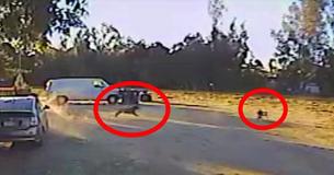 Après la capture d'un petit chien par un coyote, le Rottweiler de la maison voisine passe à l'action  