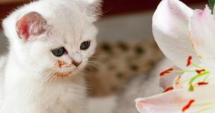 PSA: Easter Lilies Are Poisonous And Will Kill Your Cat