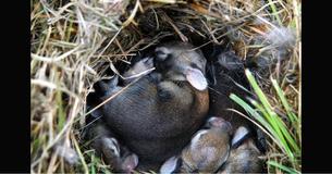 Si tu trouves un nid de bébés lapins, voilà exactement ce que tu devrais faire