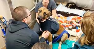 K9 Officer Stabbed While Taking Down Perp, Officers Say He Probably Prevented Shooting