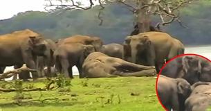 Un troupeau de plus de 300 éléphants rassemblés pour rendre un dernier hommage à leur chef mort