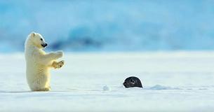 Seal Scares Baby Polar Bear By Accident