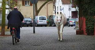 Each Morning This Horse Takes A Long Walk On Her Own To Greet Her Human Friends