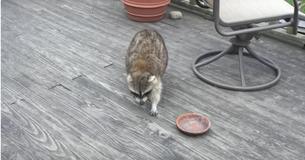 Woman Feeds Blind Old Raccoon, Pulls Out Camera When Two Small "Bodyguards" Come Around To Help