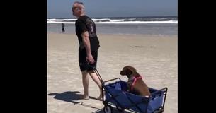 Senior Dog Who's Called A "Burden" Narrowly Avoids Euthanasia And Finally Finds A Loving Family