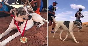 Dog Receives Medal For Running 140 Mile Marathon Across Sahara Desert