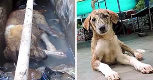 Soft Whimpers From Storm Drain, Rescuers Find Puppy Too Weak To Even Lift His Head