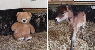 Owners Put A Stuffed Bear In Little Pony's Pen But Never Anticipated Pony's Reaction