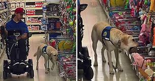 This Cute Service Dog Picks Out His Own Birthday Present