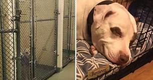 Dog Adopted From The Shelter Can't Stop Smiling After Stepping Into His Forever Home