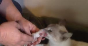 Welpen wurden von ihrer Mutter nicht angenommen - Katze nimmt sie an wie ihre eigenen Kinder