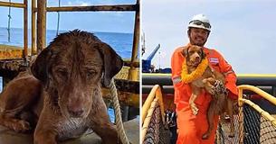 Dog Found Alive Swimming 135 Miles From Shore, Rescuers Puzzle Over How He Got There